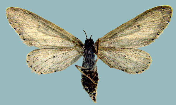 /filer/webapps/moths/media/images/A/albatus_Lycaugidia_AF_ZSMb.jpg