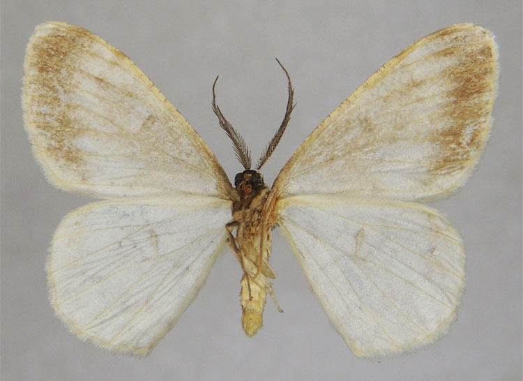 /filer/webapps/moths/media/images/A/albella_Zeuctoboarmia_HT_ZSMb.jpg