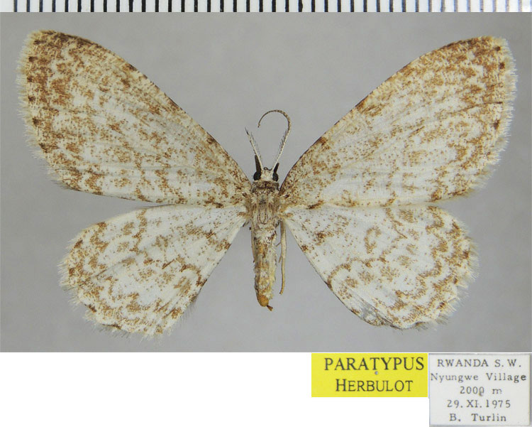 /filer/webapps/moths/media/images/A/albella_Zeuctoboarmia_PTF_ZSM.jpg