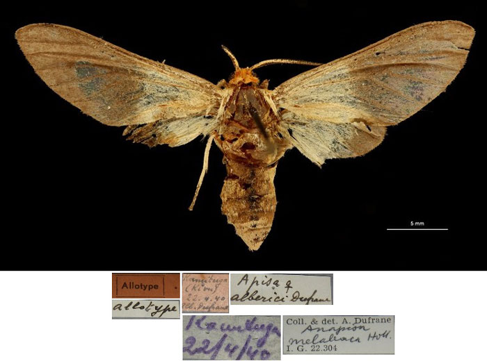 /filer/webapps/moths/media/images/A/alberici_Apisa_AT_RBINSa.jpg
