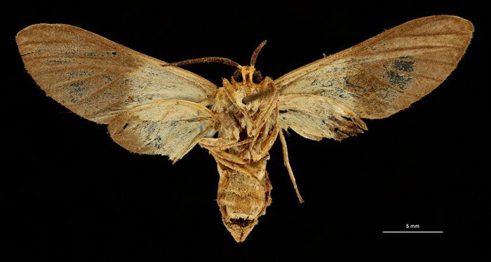 /filer/webapps/moths/media/images/A/alberici_Apisa_AT_RBINSb.jpg