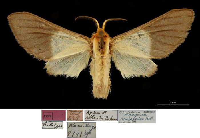 /filer/webapps/moths/media/images/A/alberici_Apisa_HT_RBINSa.jpg