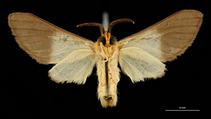 /filer/webapps/moths/media/images/A/alberici_Apisa_HT_RBINSb.jpg
