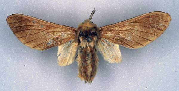 /filer/webapps/moths/media/images/A/alberici_Balacra_PT_RBINS_01.jpg