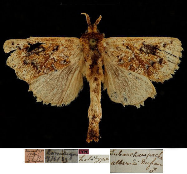 /filer/webapps/moths/media/images/A/alberici_Subarchaeopacha_HT_RBINSa.jpg