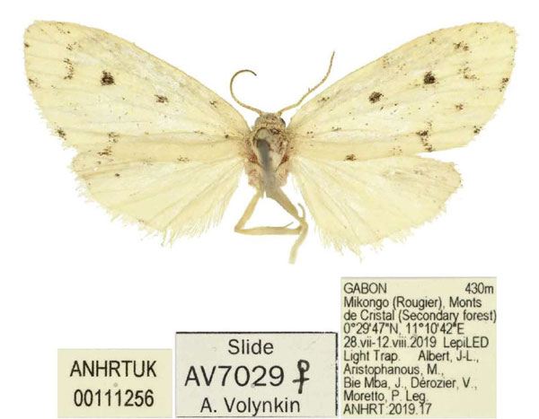 /filer/webapps/moths/media/images/A/alberti_Siccia_PTF_ANHRT.jpg