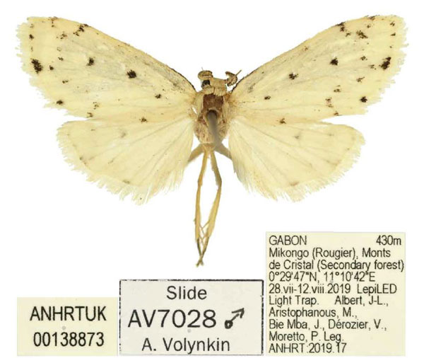 /filer/webapps/moths/media/images/A/alberti_Siccia_PTM_ANHRT.jpg