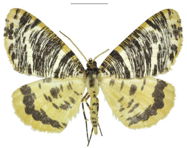 /filer/webapps/moths/media/images/A/albertina_Rhodochanna_HT_ANHRT.jpg