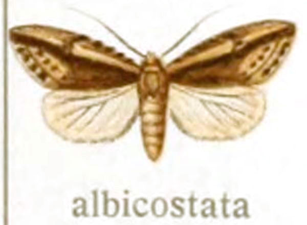 /filer/webapps/moths/media/images/A/albertorum_Acrapex_HT_Gaede-10-i.jpg