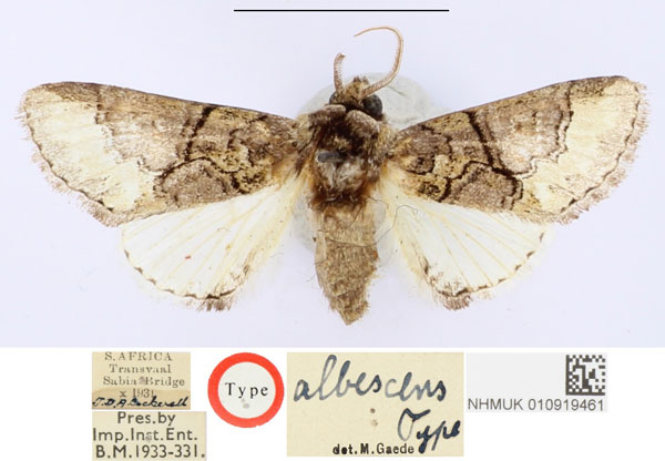 /filer/webapps/moths/media/images/A/albescens_Chitasida_HT_BMNH_scJqTNX.jpg