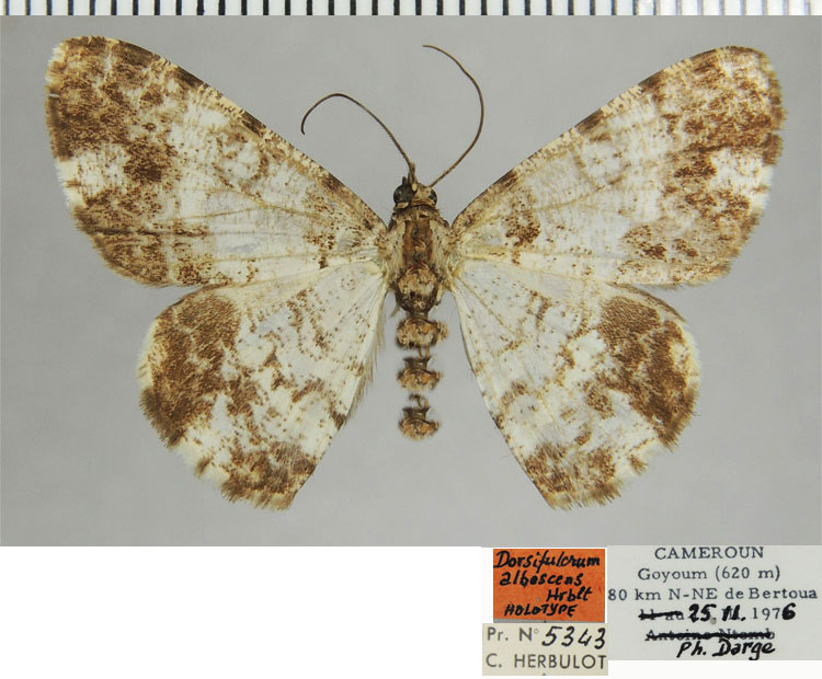 /filer/webapps/moths/media/images/A/albescens_Dorsifulcrum_HT_ZSMa.jpg