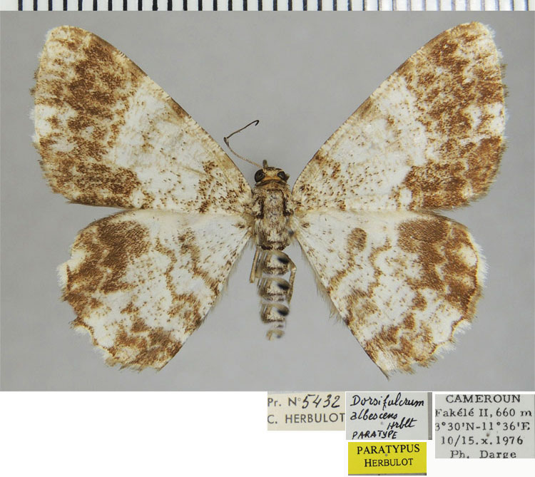 /filer/webapps/moths/media/images/A/albescens_Dorsifulcrum_PTF_ZSM.jpg