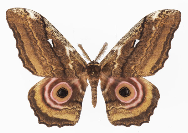/filer/webapps/moths/media/images/A/albescens_Gynanisa_AM_Basquina.jpg