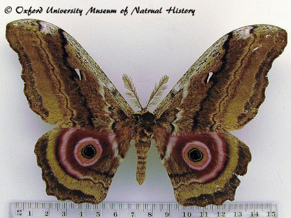 /filer/webapps/moths/media/images/A/albescens_Gynanisa_A_OUMNH.jpg
