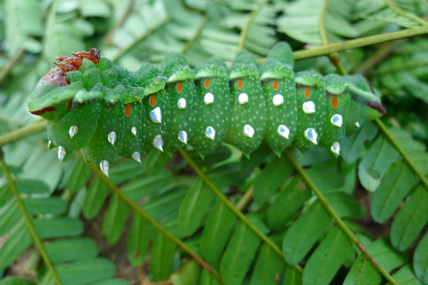 /filer/webapps/moths/media/images/A/albescens_Gynanisa_C_Konda.jpg