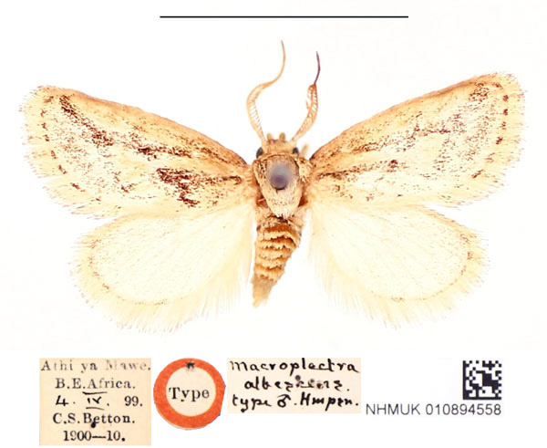 /filer/webapps/moths/media/images/A/albescens_Macroplectra_ST_BMNH_bBTCaNk.jpg
