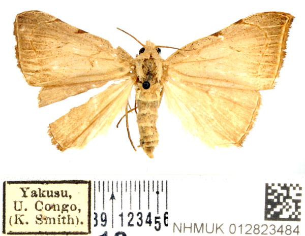 /filer/webapps/moths/media/images/A/albescens_Marcipalina_AF_BMNH.jpg