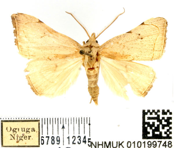 /filer/webapps/moths/media/images/A/albescens_Marcipalina_AM_BMNH_01.jpg