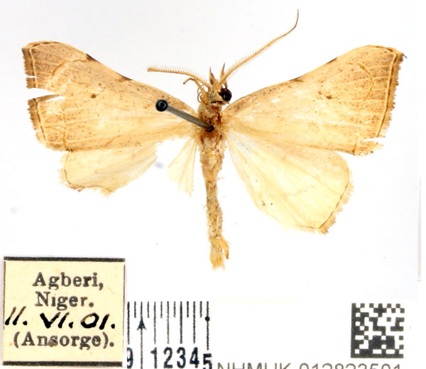 /filer/webapps/moths/media/images/A/albescens_Marcipalina_AM_BMNH_02.jpg