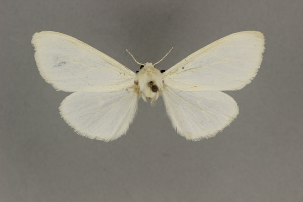 /filer/webapps/moths/media/images/A/albescens_Micralarctia_LT_BMNH.jpg