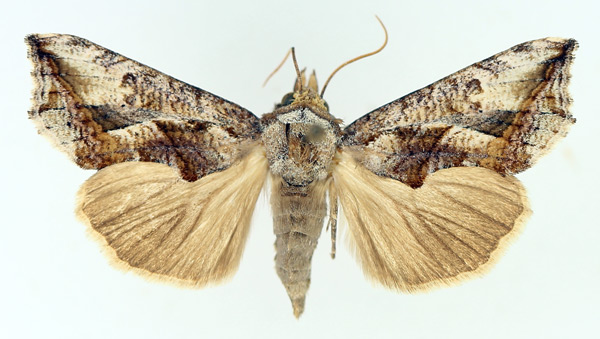 /filer/webapps/moths/media/images/A/albescens_Oraesia_AF_TMSA_01.jpg