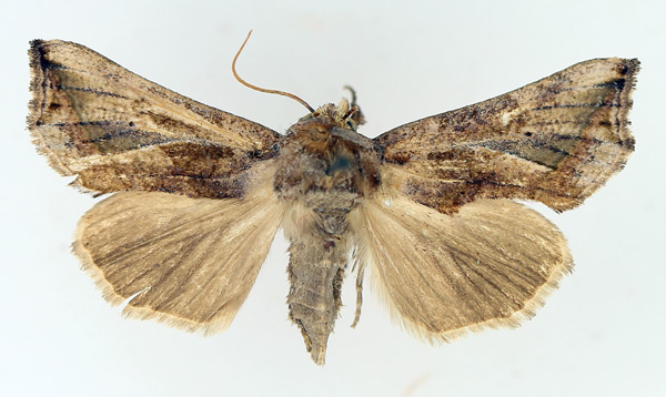 /filer/webapps/moths/media/images/A/albescens_Oraesia_AF_TMSA_02.jpg