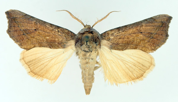 /filer/webapps/moths/media/images/A/albescens_Oraesia_AM_TMSA_02.jpg