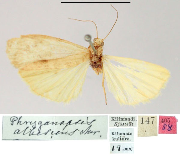 /filer/webapps/moths/media/images/A/albescens_Phryganopsis_HT_SNHM.jpg