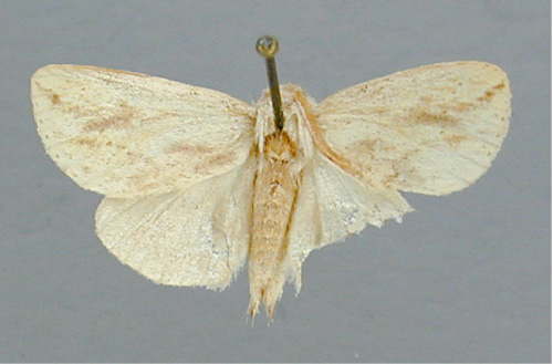 /filer/webapps/moths/media/images/A/albescens_Polienus_A_RMCA.jpg