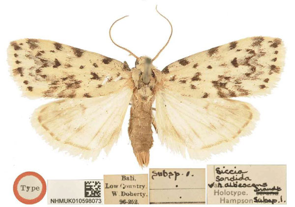 /filer/webapps/moths/media/images/A/albescens_Siccia_LT_BMNH.jpg