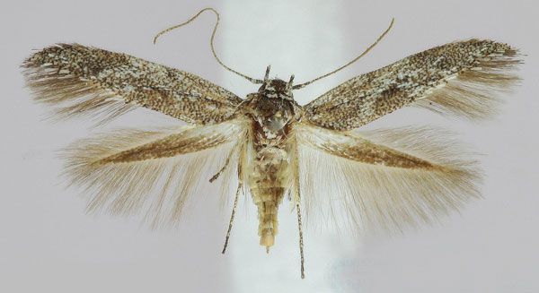 /filer/webapps/moths/media/images/A/albiangulella_Scythris_AF_ZMHB_02.jpg
