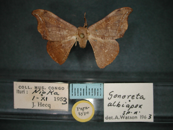 /filer/webapps/moths/media/images/A/albiapex_Gonoreta_PT_RMCA_01.jpg