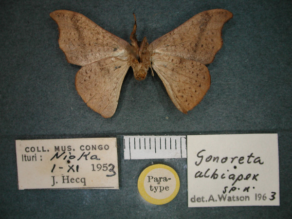 /filer/webapps/moths/media/images/A/albiapex_Gonoreta_PT_RMCA_02.jpg