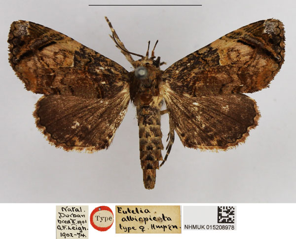 /filer/webapps/moths/media/images/A/albiapicata_Eutelia_HT_NHMUK.jpg