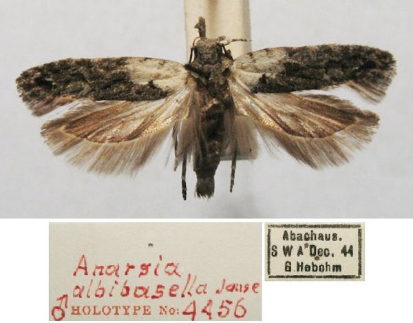 /filer/webapps/moths/media/images/A/albibasella_Anarsia_HT_TMSA.jpg