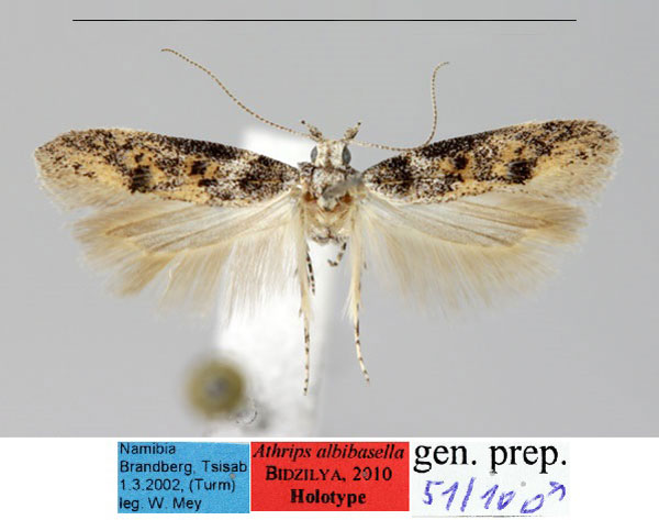 /filer/webapps/moths/media/images/A/albibasella_Athrips_HT_ZMHB_IjCYljW.jpg