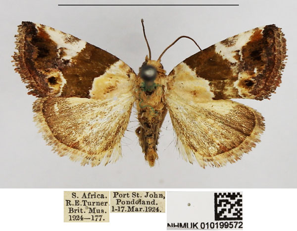 /filer/webapps/moths/media/images/A/albibasis_Maliattha_AM_NHMUK.jpg