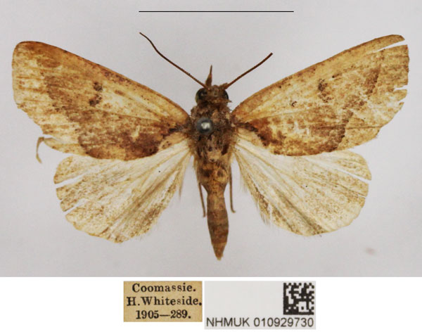 /filer/webapps/moths/media/images/A/albibasis_Metaleptina_AF_NHMUK.jpg