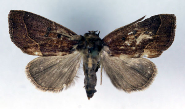 /filer/webapps/moths/media/images/A/albibasis_Metaleptina_A_RMCA.jpg