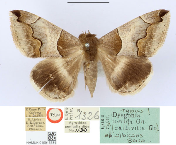 /filer/webapps/moths/media/images/A/albicans_Dysgonia_HT_BMNH_K1teZ4p.jpg