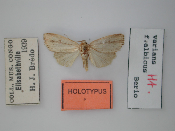 /filer/webapps/moths/media/images/A/albicans_Micraxylia_HT_RMCA.jpg
