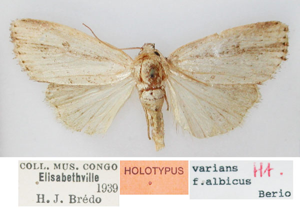 /filer/webapps/moths/media/images/A/albicans_Micraxylia_HT_RMCA_5Ul90oo.jpg