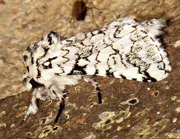/filer/webapps/moths/media/images/A/albicans_Pseudorethona_A_Braun_2.jpg