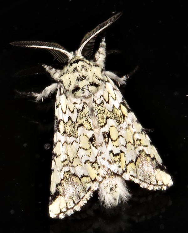 /filer/webapps/moths/media/images/A/albicans_Pseudorethona_A_Braun_3.jpg