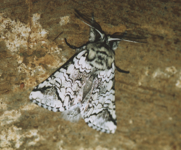 /filer/webapps/moths/media/images/A/albicans_Pseudorethona_A_Roland_01.jpg