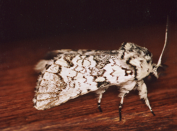 /filer/webapps/moths/media/images/A/albicans_Pseudorethona_A_Roland_02.jpg