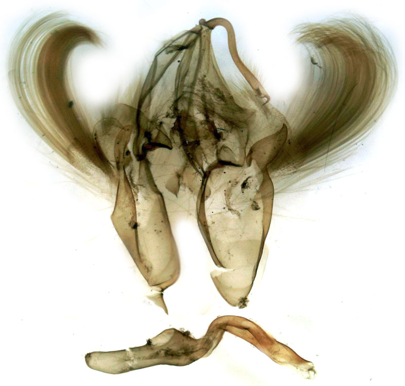/filer/webapps/moths/media/images/A/albicans_Tachosa_GMHT_Berio-1174.jpg