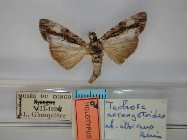 /filer/webapps/moths/media/images/A/albicans_Tachosa_HT_RMCA_01.jpg