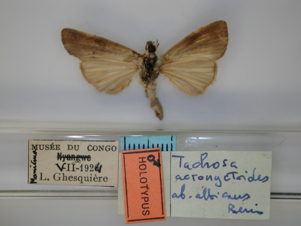 /filer/webapps/moths/media/images/A/albicans_Tachosa_HT_RMCA_02.jpg