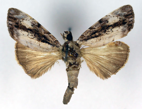 /filer/webapps/moths/media/images/A/albicans_Tachosa_HT_RMCA_03.jpg